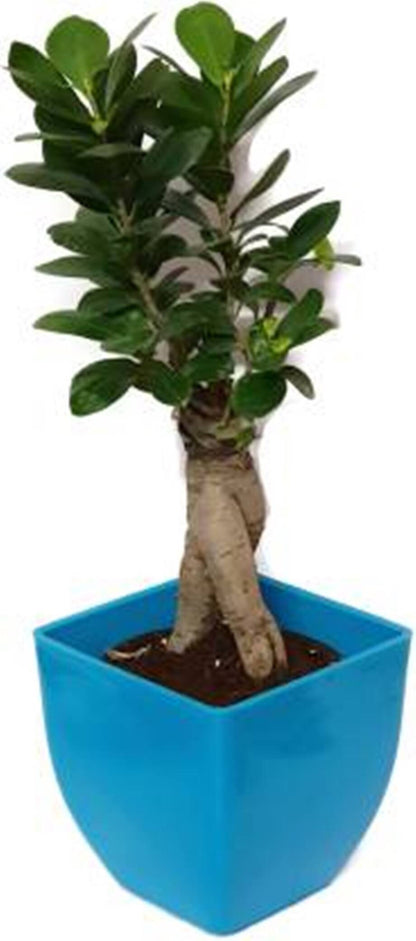 Seeds 3 Years Old Indoor Grafted Ficus Bonsai Plant [Live Plant] Plant (Yes Pack of 1 Bonsai)